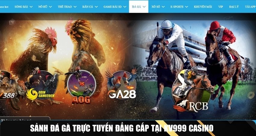 Sảnh đá gà trực tuyến đẳng cấp tại KV999 Casino